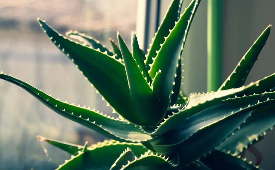 Aloes – cudowny składnik w domowej pielęgnacji włosów