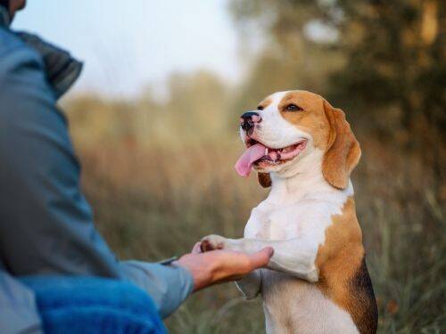Jak szkolenie psów może pomóc w rozwoju osobistym i zawodowym?